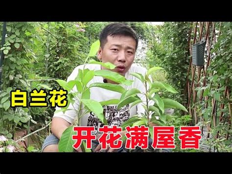 白玉蘭花種植禁忌|白玉蘭